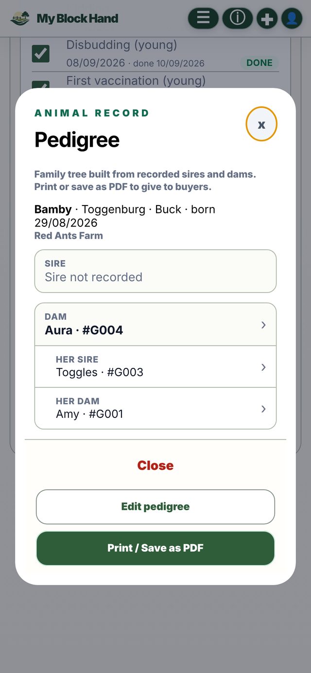 My Block Hand pedigree for a Toggenburg buck kid, showing his dam and her sire and dam