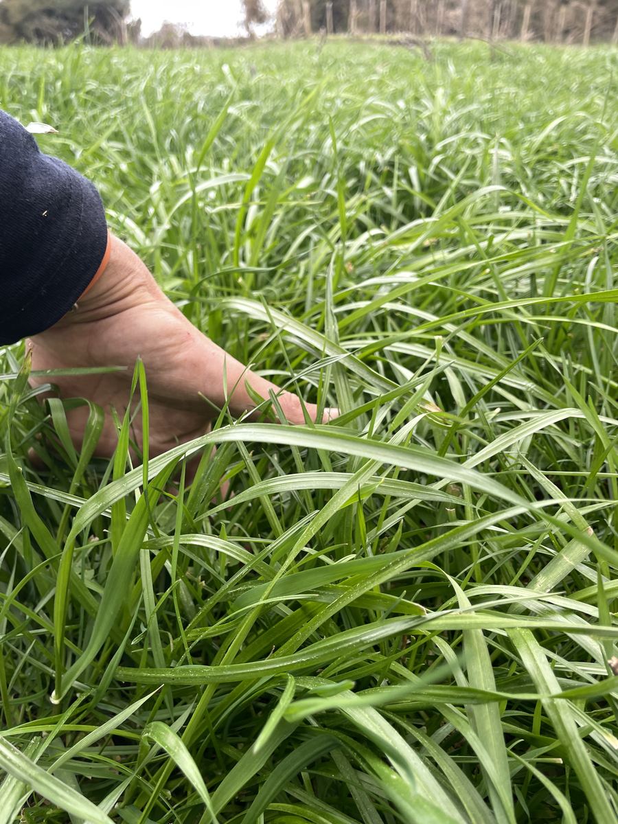 A hand almost buried in tall, dense ryegrass and clover pasture after only 24 days' rest — by far the best cover of the three paddocks.