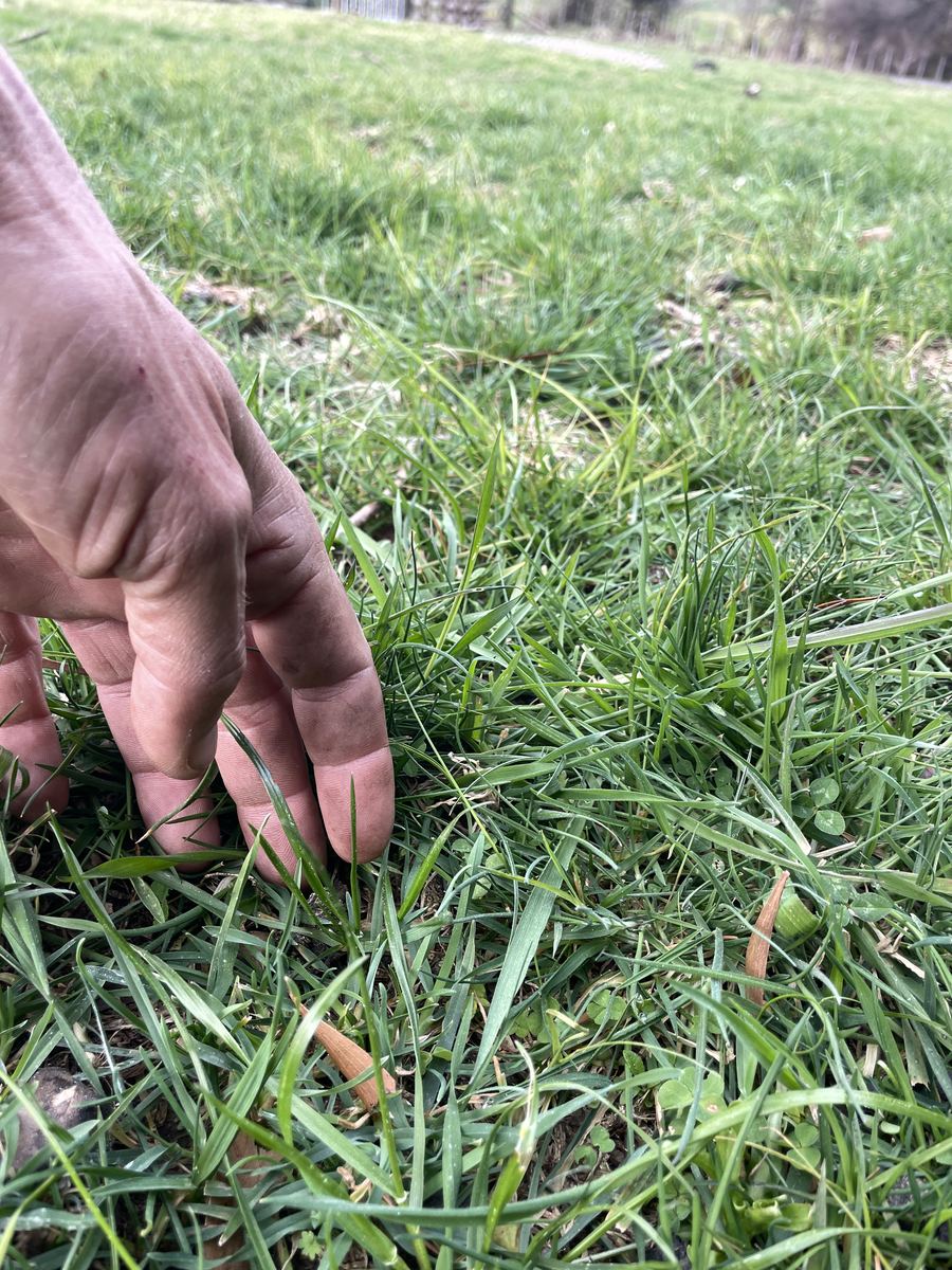 A hand pressed into pasture after 37 days' rest. The sward is short, thin and open, with visible bare ground between the plants.