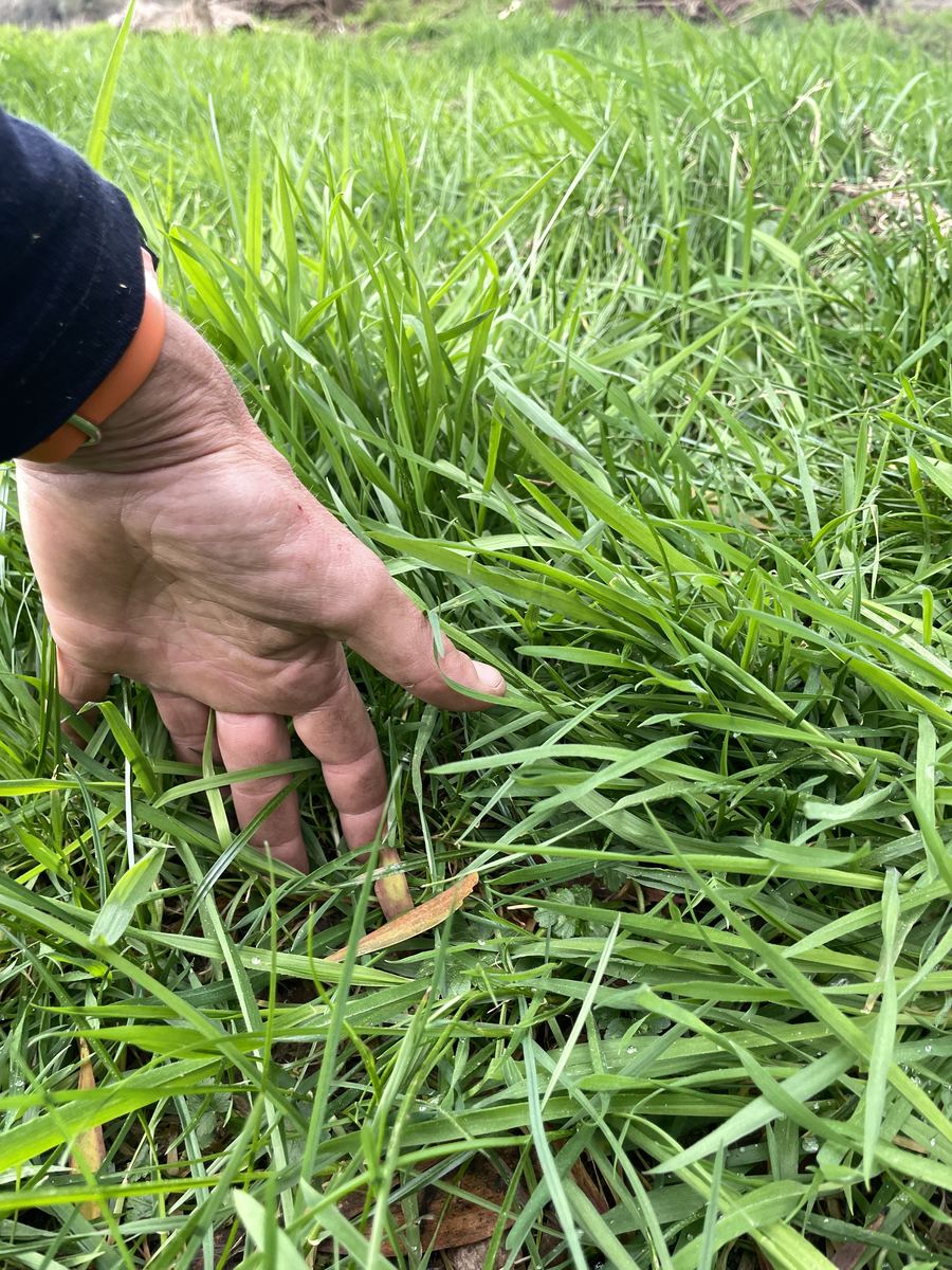 A hand pressed into pasture on a New Zealand lifestyle block after 42 days' rest. The grass is dense and leafy, reaching about the base of the fingers.