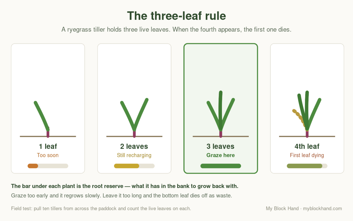 Diagram of the three-leaf rule: a ryegrass tiller at one, two, three and four leaves, each with a bar showing how much root reserve the plant has to grow back with. Three leaves is marked as the point to graze.